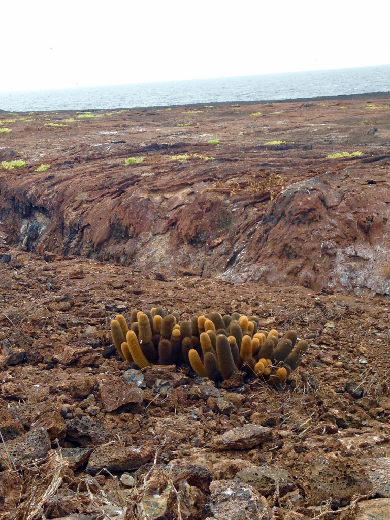Cool cacti on Genovesa Island