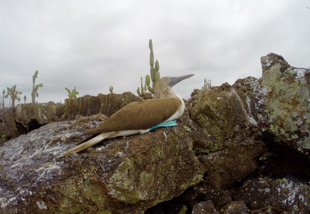 Blue Footed Boobie resting