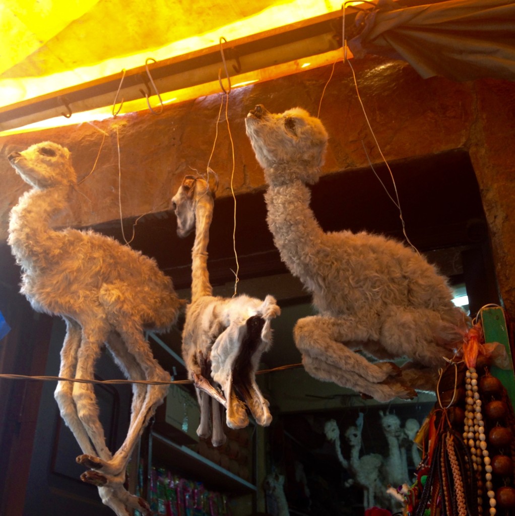 Llamas used in rituals