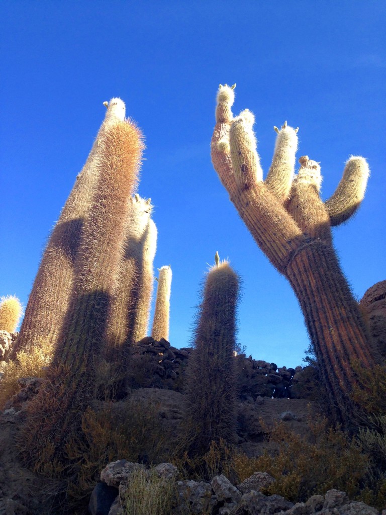 The cacti grow 1cm per year!