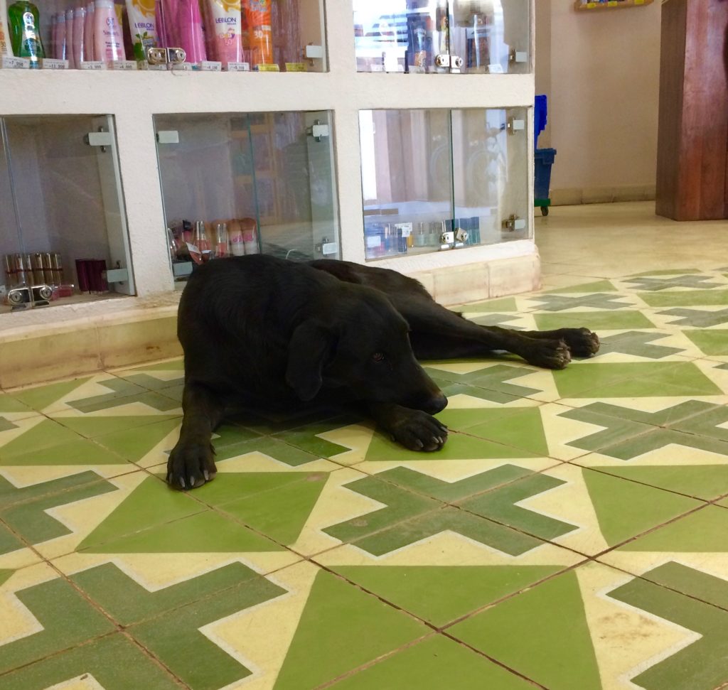 The large dogs in San Pedro really add charm to the city... Just hanging at the pharmacy- NBD