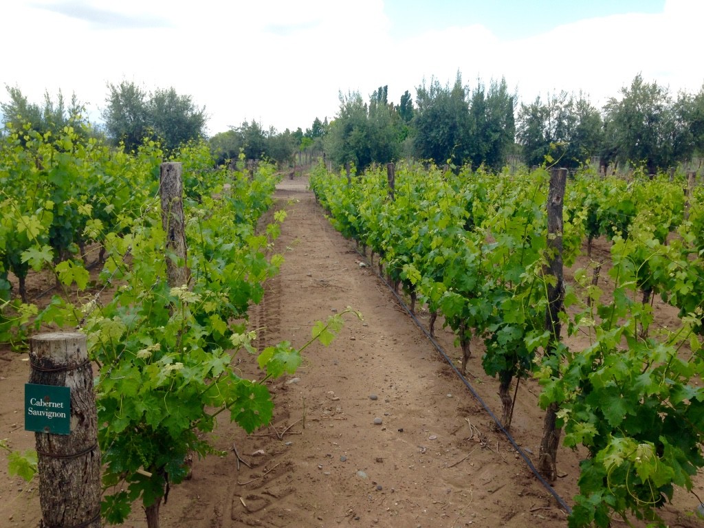 Vineyards at Vistalba