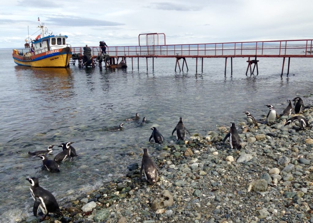 penguins going for a swim!