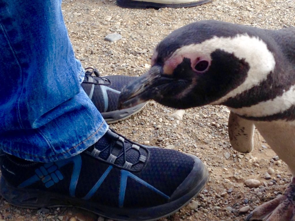 Penguins pecking at our feet