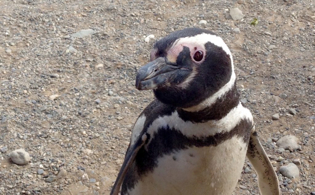 Adorable little creatures- Penguins up close