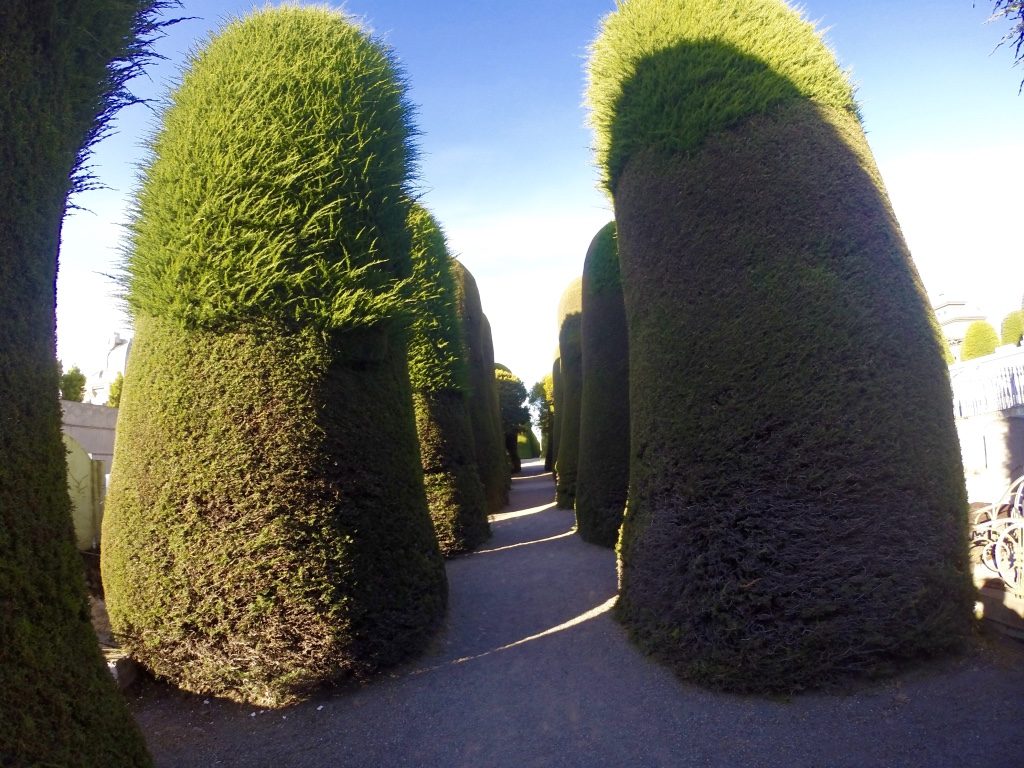 Gorgeous cypress trees at the cemetery 