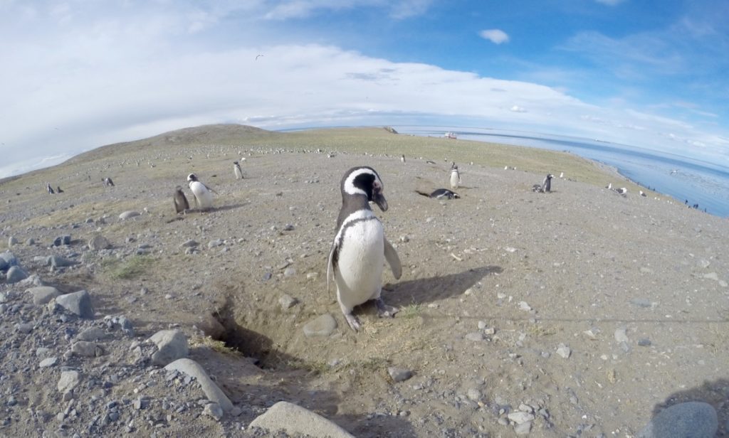 Enjoying the view - penguins everywhere on the island