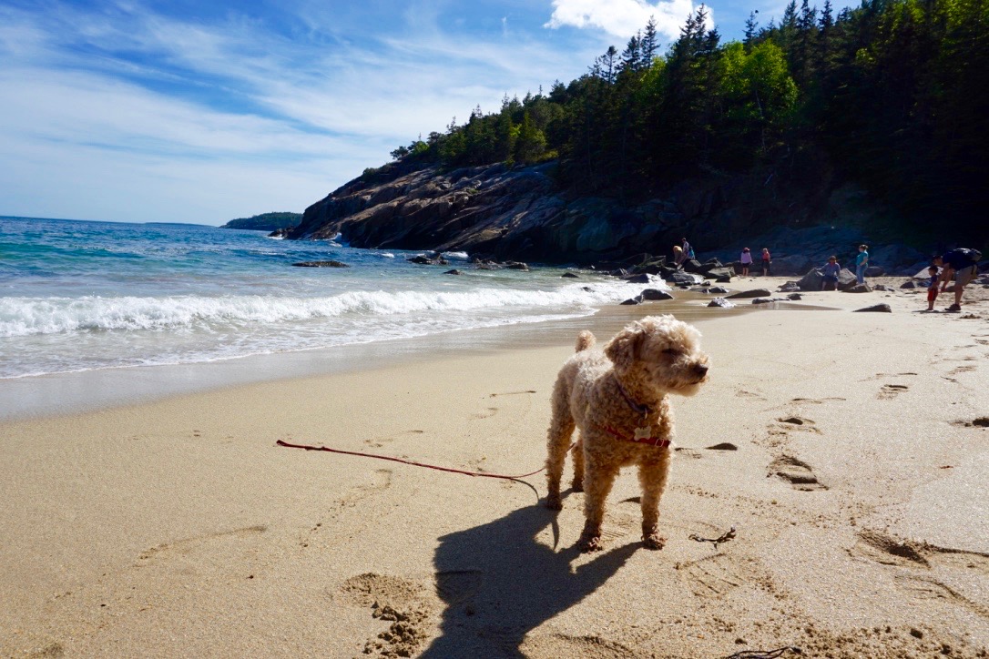 Acadia pup enjoying the beach