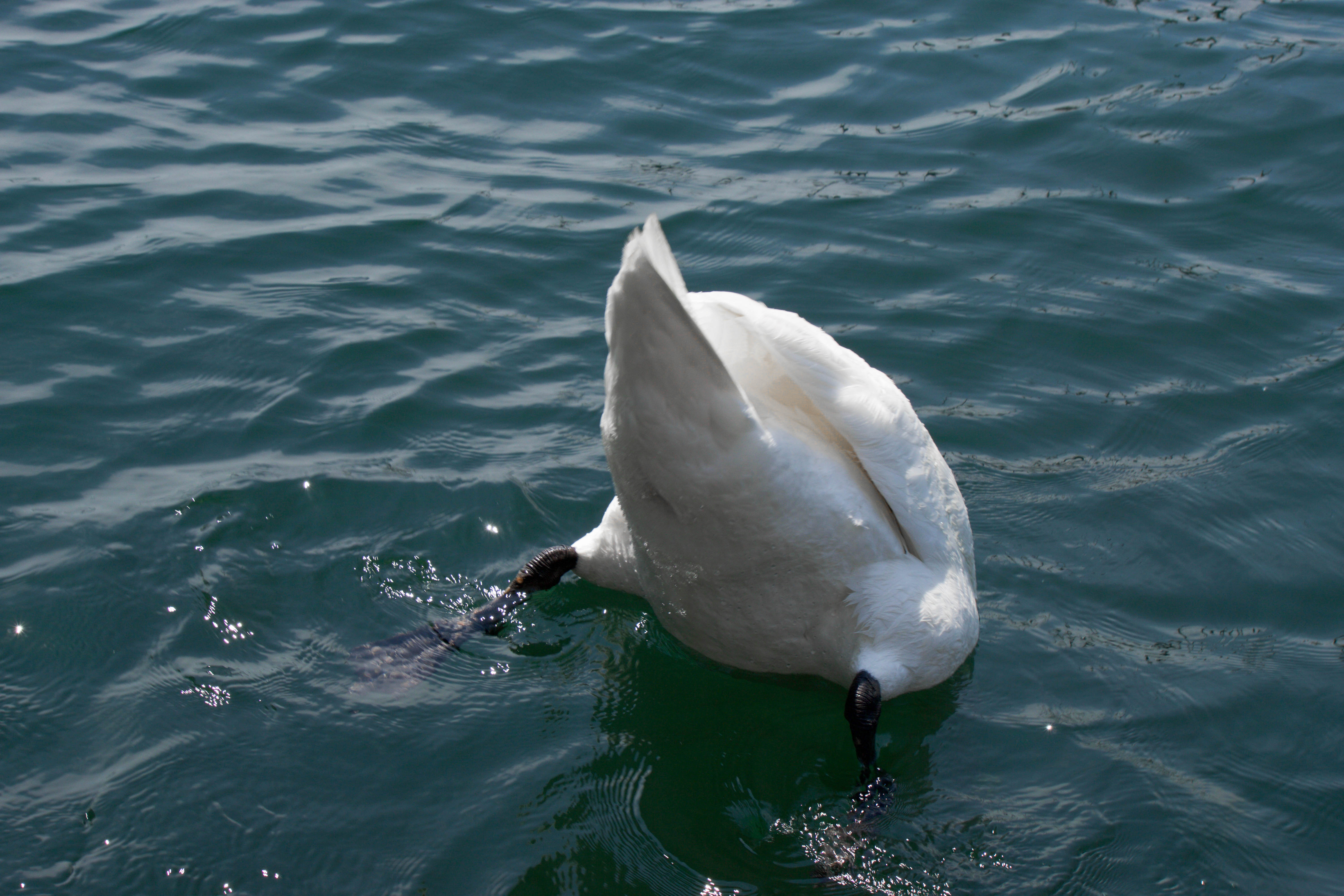 swan diving in water