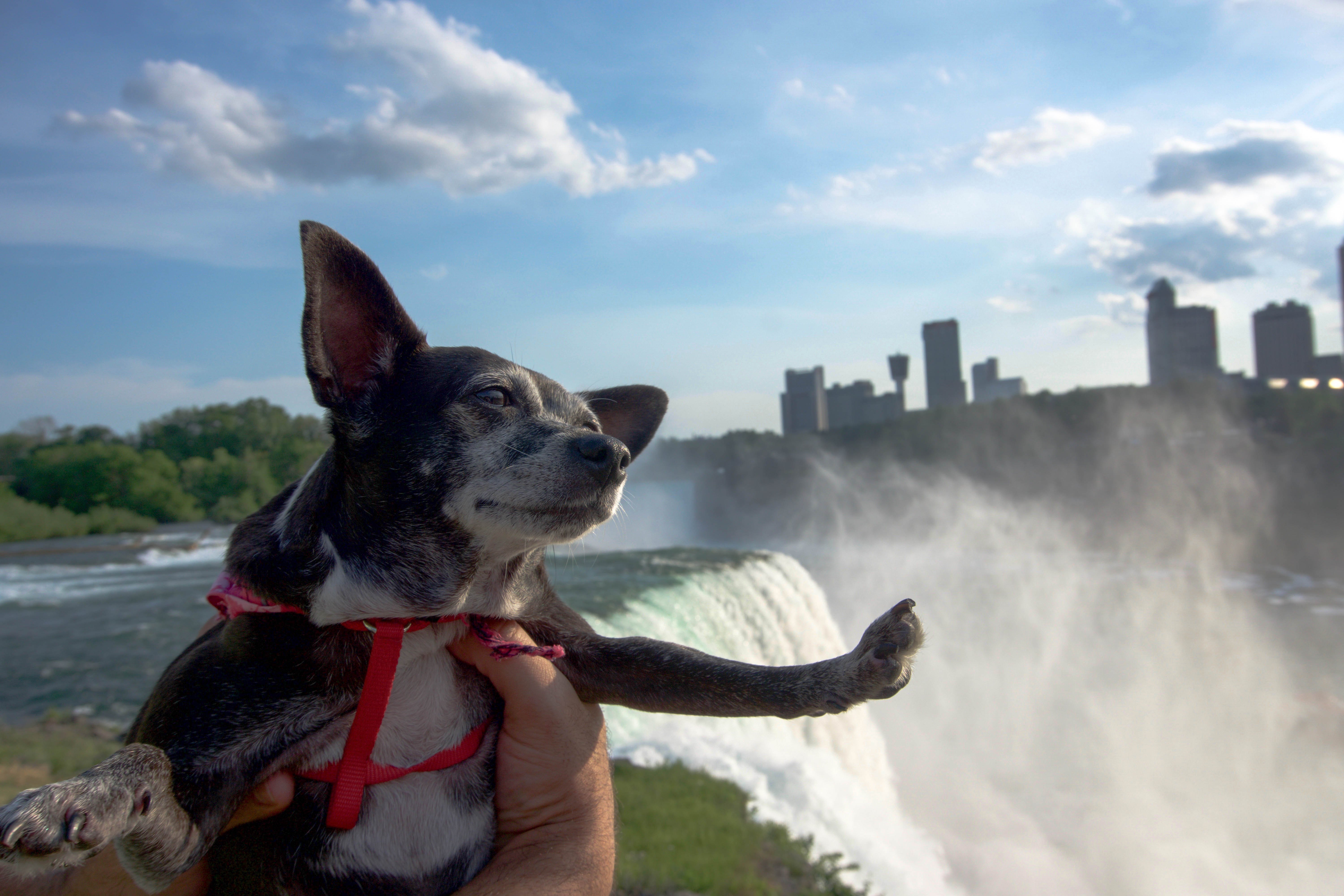 Lulu- A Niagara Falls sensation