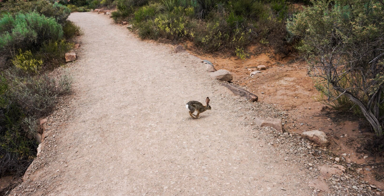 Jack Rabbit along Devils Garden Trail