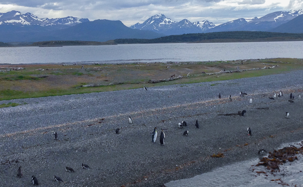 Penguin colony