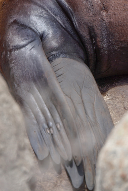 Short claws- Sea lion Morro bay