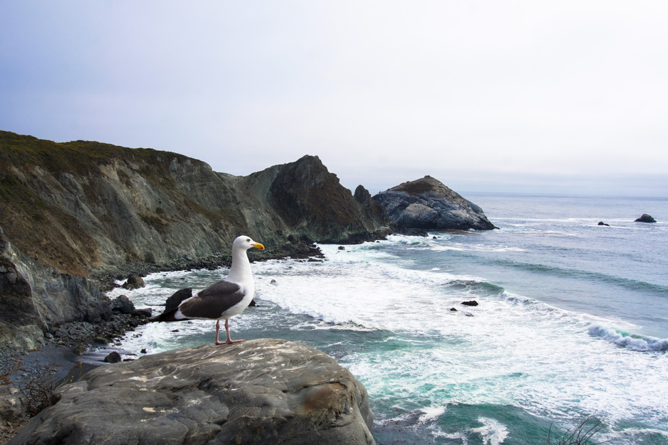 Vistas along every stop on this lovely drive- Big Sur- Best road trip