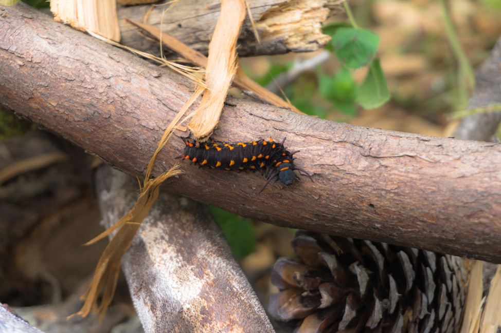 Caterpillar up close