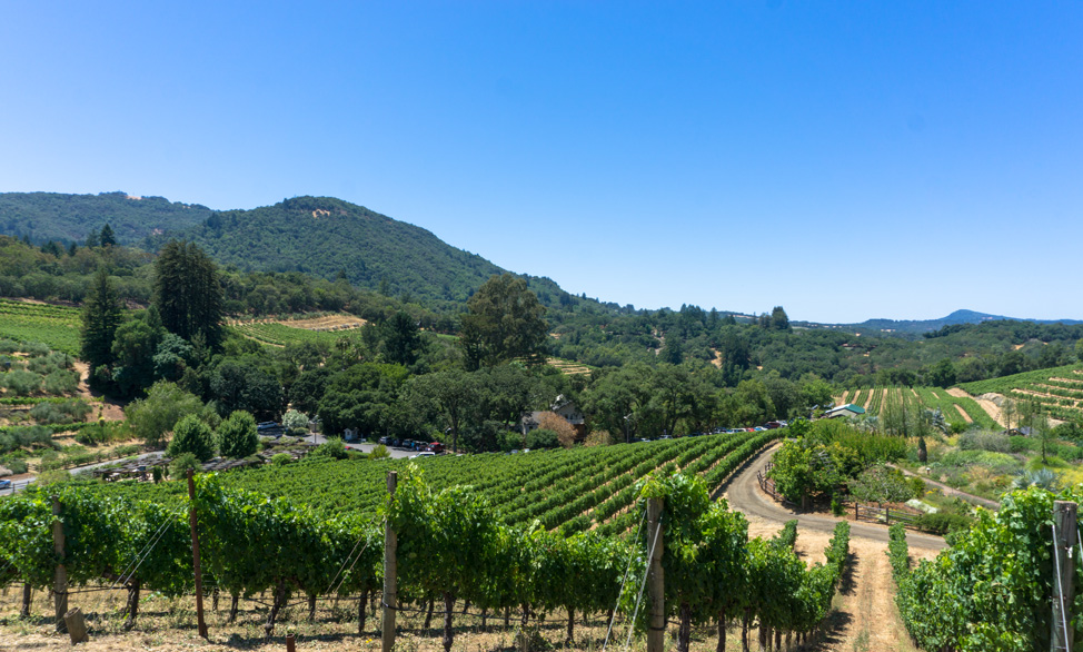 Benziger Winery- Road trip to Sonoma