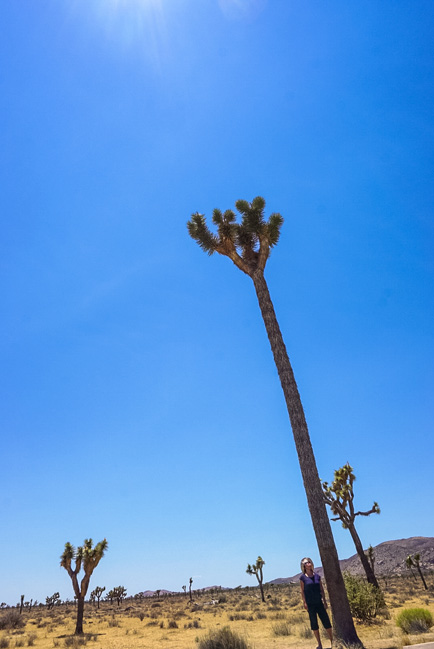 The tallest Joshua Tree in the park