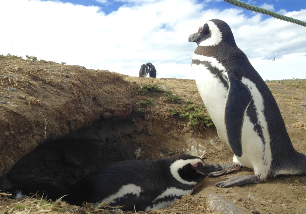 Penguin Paradise in Punta Arenas, Chile