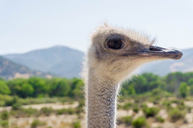 Ostrich close up at Ostrich Land