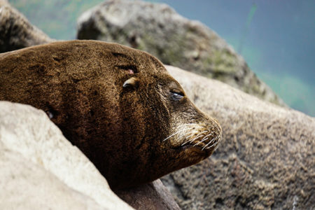 Sea Lion up close at morro bay