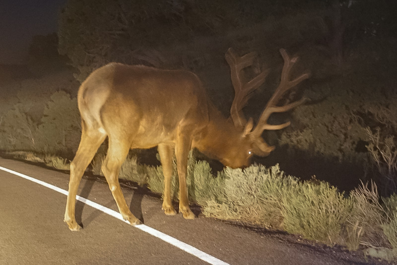 Large elk near the road