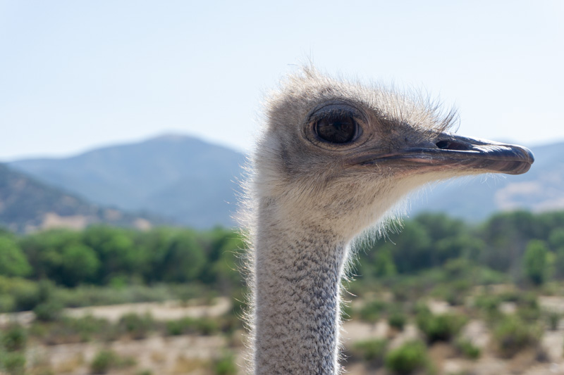 Ostrich close up at Ostrich Land